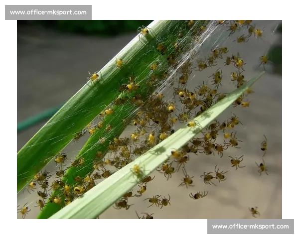 小蜘蛛的警示：世俱杯细节如丝，疏漏即失良机